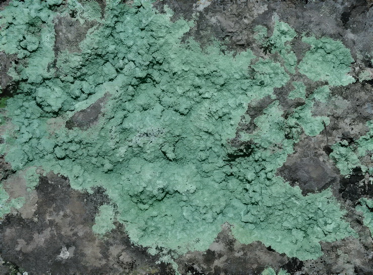 Un lichene verde crostoso da Serrone - FR